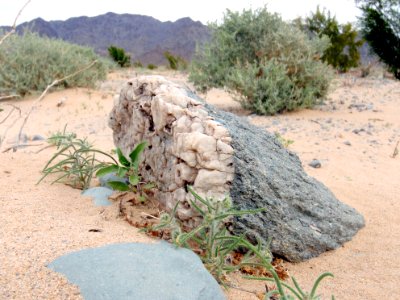 Quartz veined rock