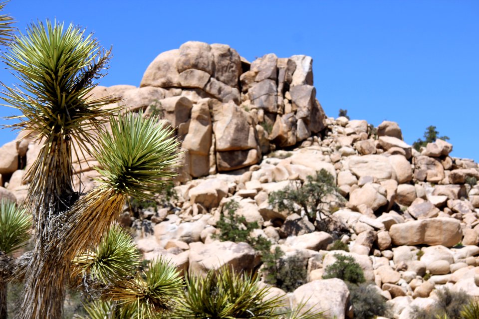 Boulders along the Wall Street Mill trail