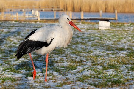 Rattle stork white stork winter