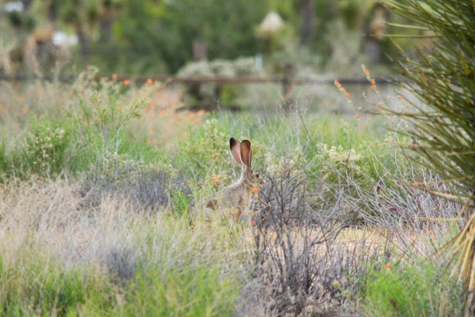 Cottontail rabbit surrounded by vegetation