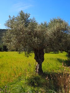 Tree olive garden olive grove