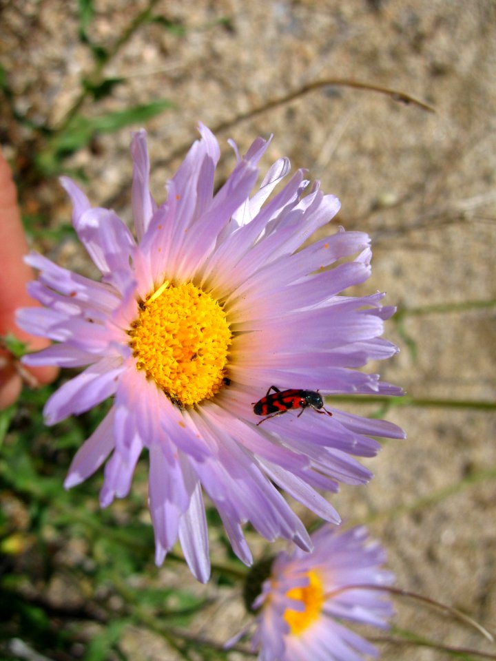 Mojave woodyaster (Xylorhiza tortifolia); Indian Cove Campground