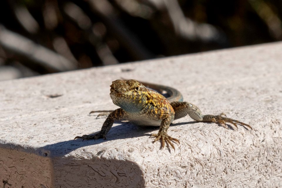 Common side-blotched lizard (Uta stansburiana) at Oasis Visitor Center