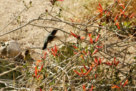 Hummingbird at chuparosa (Justicia californica) photo