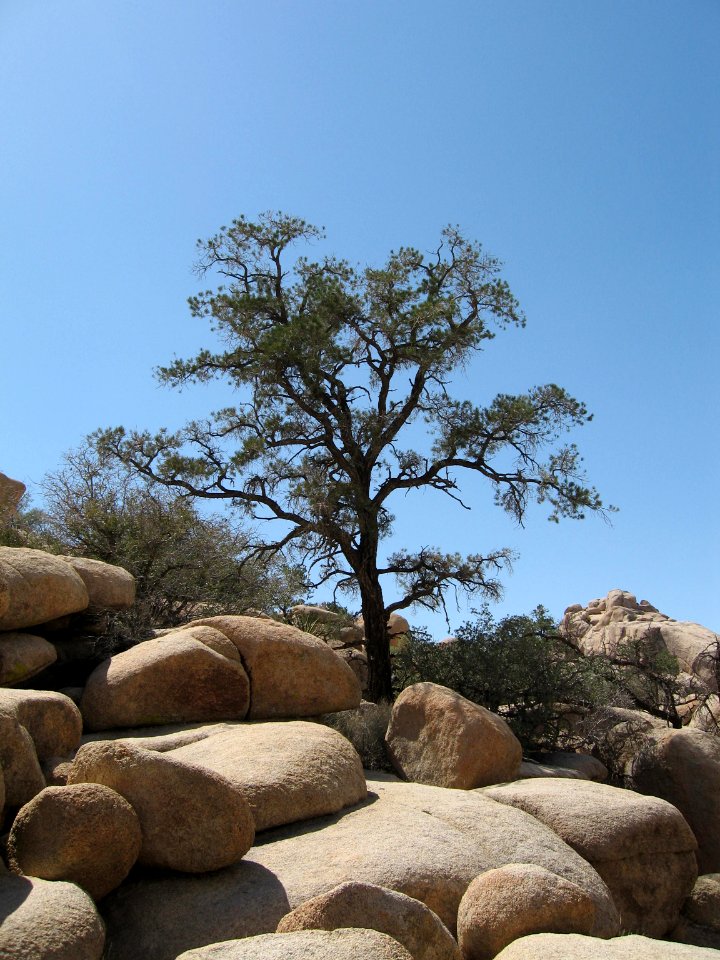 Single-leaf pine (Pinus monophylla); Barker Dam Trail