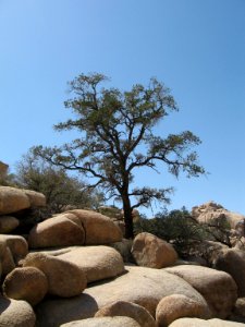 Single-leaf pine (Pinus monophylla); Barker Dam Trail