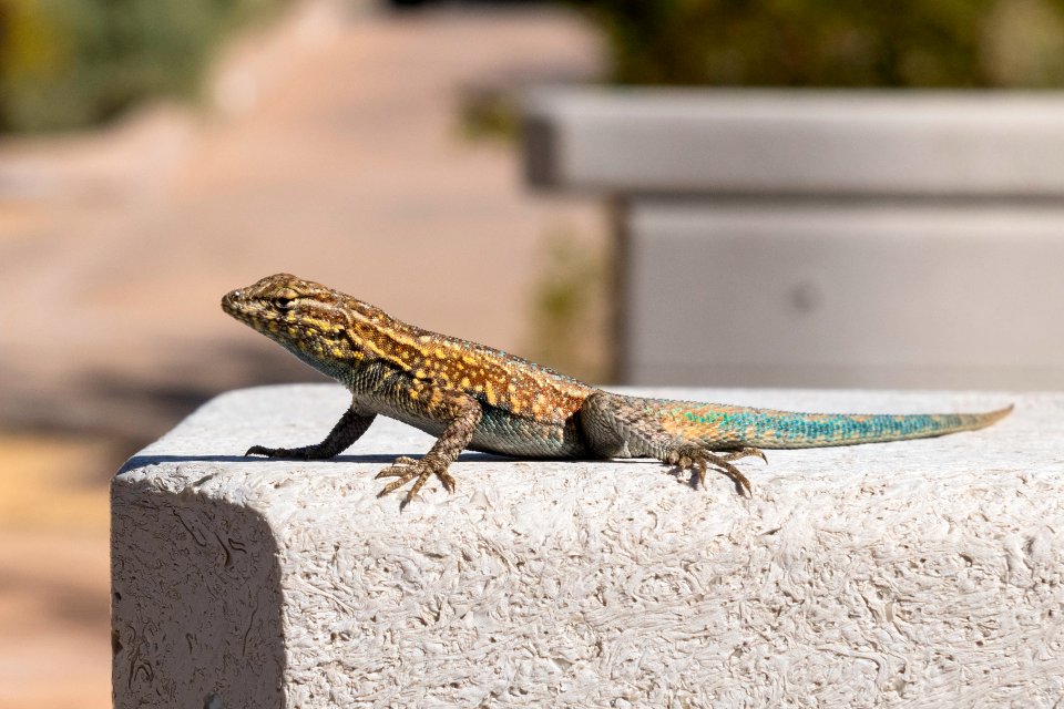 Common side-blotched lizard (Uta stansburiana) at Oasis Visitor Center