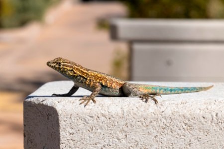 Common side-blotched lizard (Uta stansburiana) at Oasis Visitor Center photo