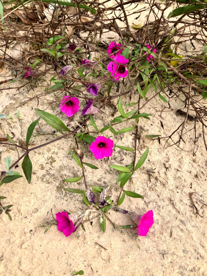 Petúnia littoralis (endêmica de Santa Catarina)