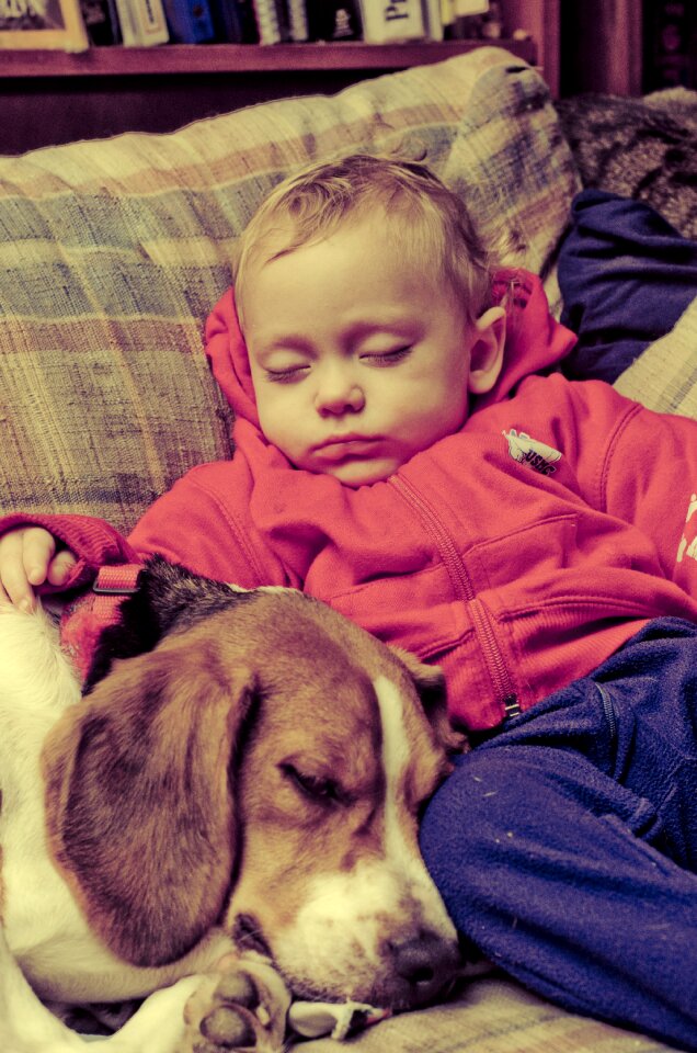 Sleeping couch pet