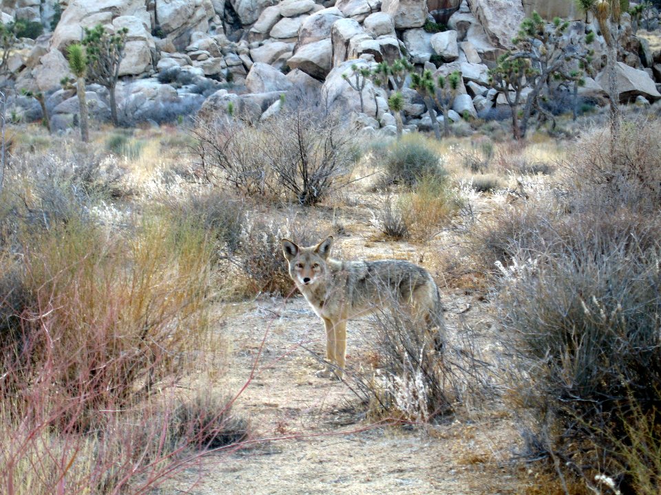 Coyote (Canis latrans) photo