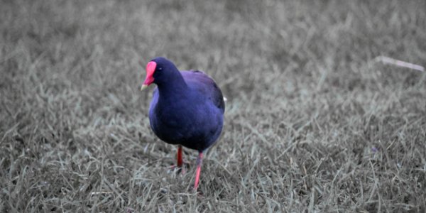 Another bird thing
