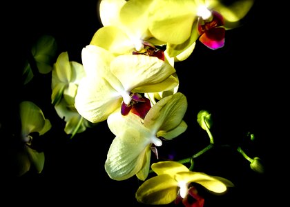 Nature colorful plants