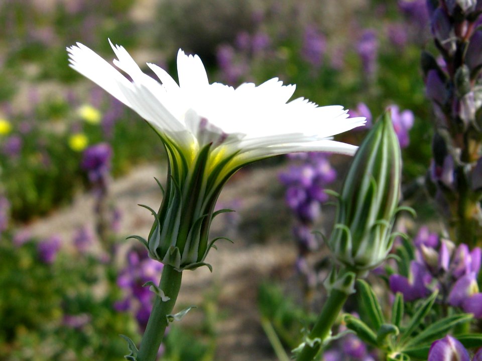 New Mexico plumeseed (Rafinesquia neomexicana); Pinto Basin