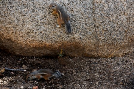 Antelope ground squirrels photo