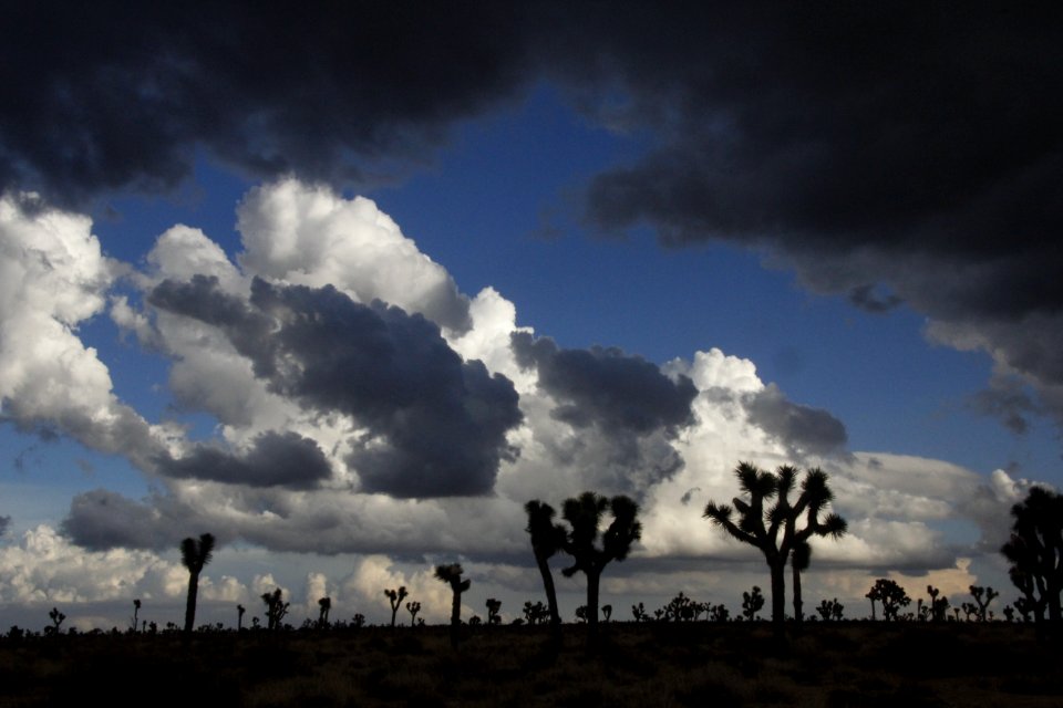 Storm Clouds over Joshua Tree in Queen Valley