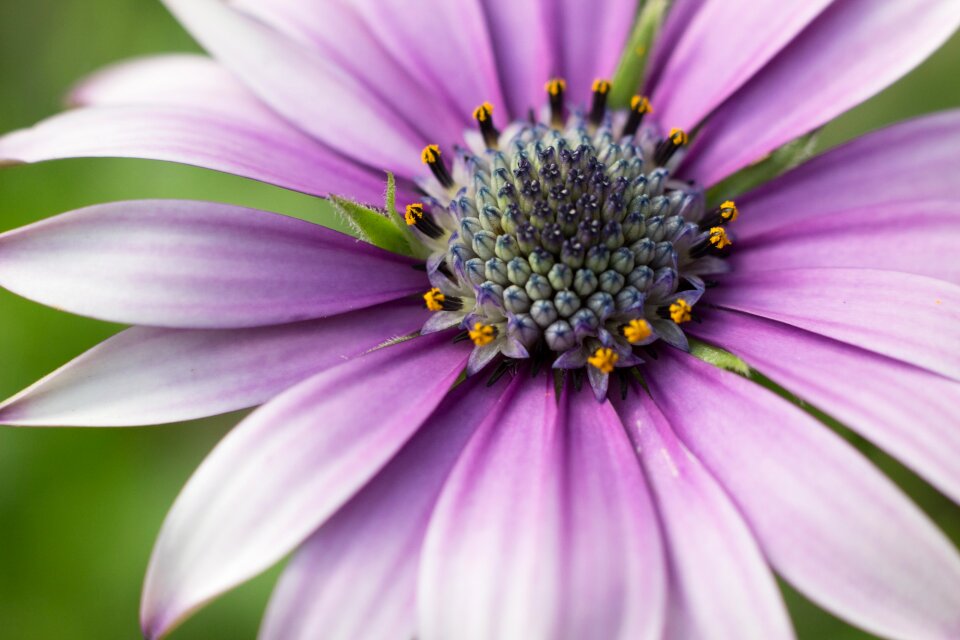 Macro photography horticulture garden