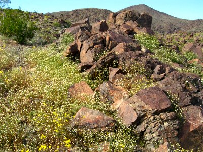 Emory's rockdaisy (Perityle emoryi); Old Dale Mining District