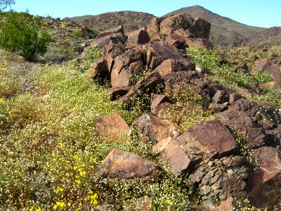 Emory's rockdaisy (Perityle emoryi); Old Dale Mining District photo