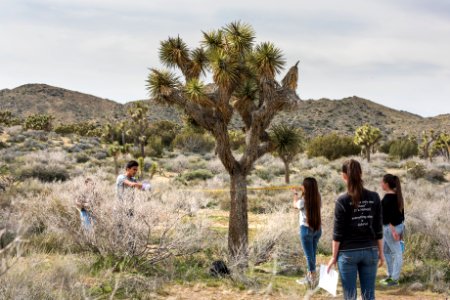 2017 Student Summit on Climate Change - Joshua tree Monitoring Project - Students measure the width of a Joshua tree's reach photo