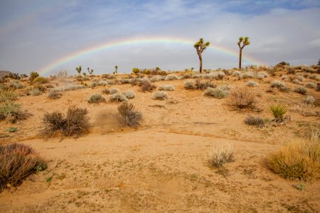 Rainbow in background of Joshua tree landscape photo