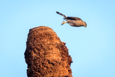 Cooper's Hawk at Oasis of Mara