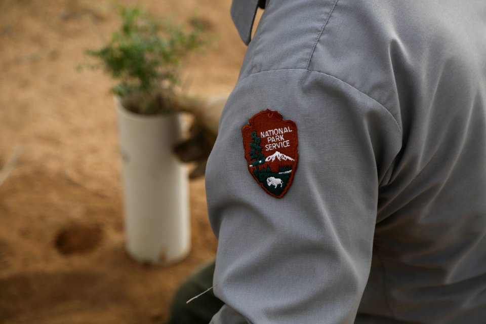 Park staff place a plant in the ground near Hemingway Buttress