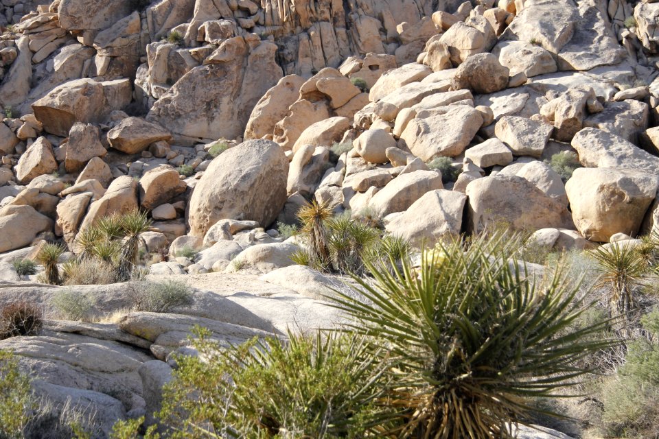 Indian Cove Campground; Twentynine Palms, CA