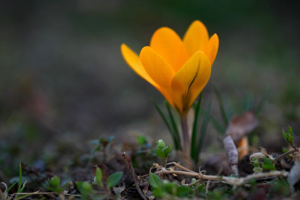 Crocus spring plant