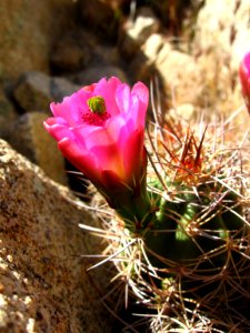Echinocerius triglochidiatus, Hidden Valley