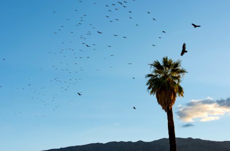 Vultures Roosting at Oasis of Mara; 10/7/15 photo