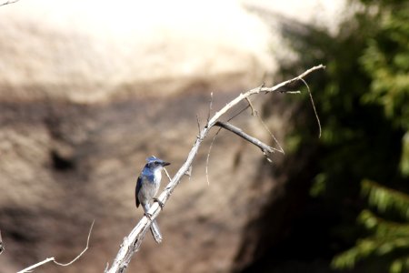 Scrub Jay
