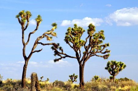 Joshua tree (Yucca brevifolia) photo