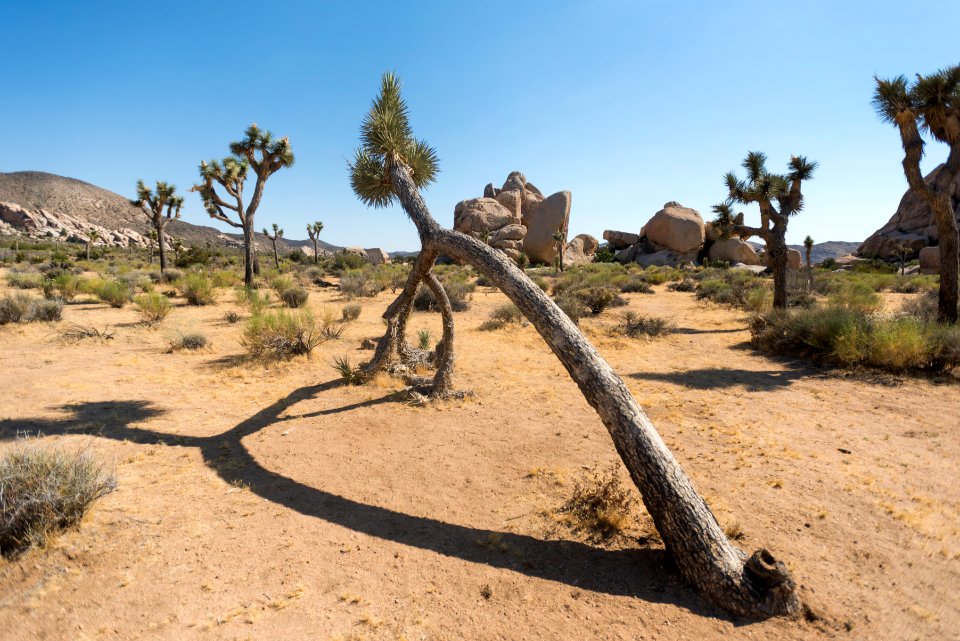 Leaning Joshua tree at Hall of Horrors