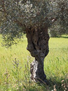 Olive tree olive plantation plantation