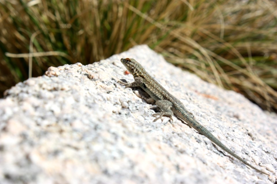 Side blotched lizard (Genus Uta)