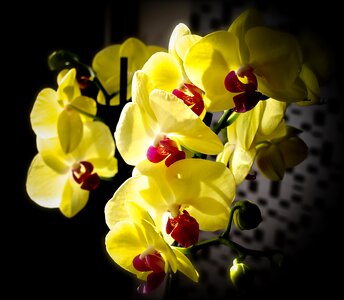 Beauty plants garden