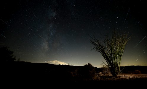 Ocotillo at night with plane and satellite streaks photo