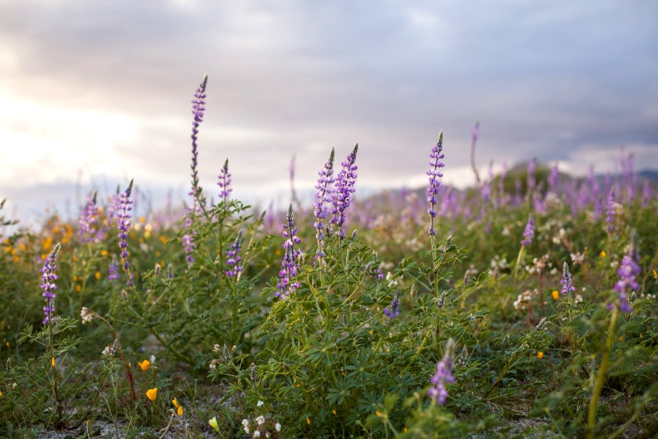 February 2019 Arizona lupine (Lupinus arizonicus) wildflowers on the bajada (Cottonwood)