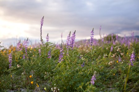 February 2019 Arizona lupine (Lupinus arizonicus) wildflowers on the bajada (Cottonwood)