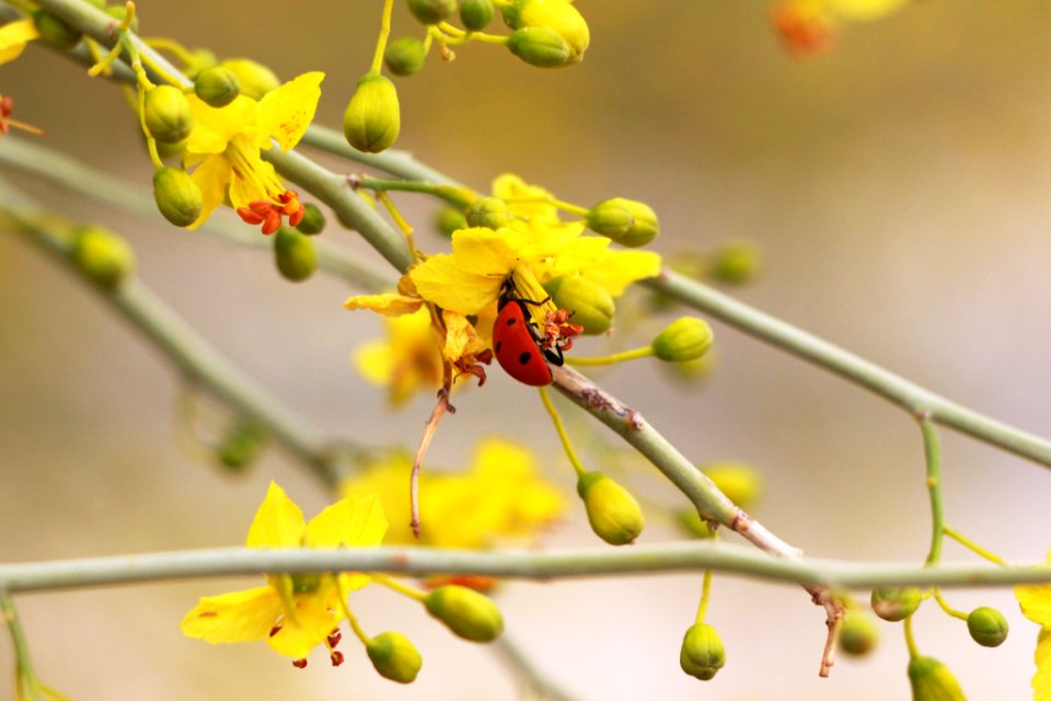 Ladybug on paloverde flower