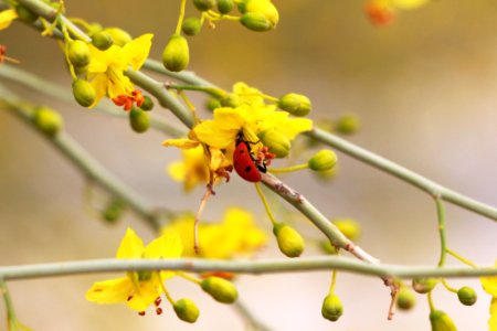 Ladybug on paloverde flower
