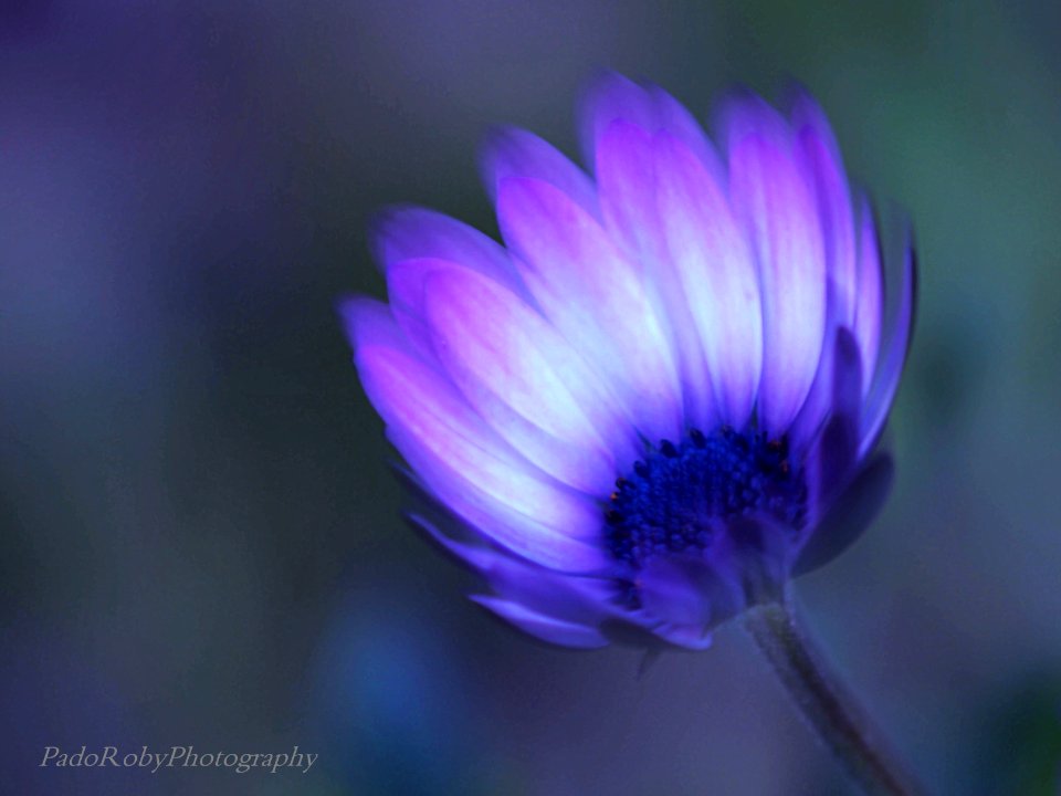 Flou artistique selon Pascalou....