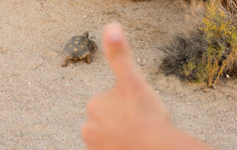 The wildlife rule of thumb demonstrated with a desert tortoise photo