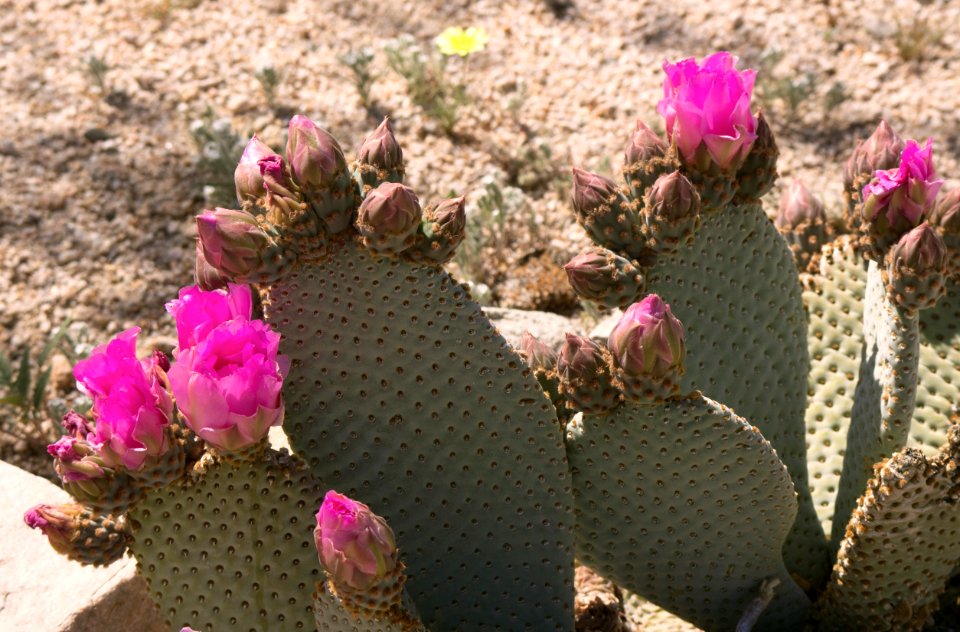 Beavertail Cactus (Opuntia basilaris)