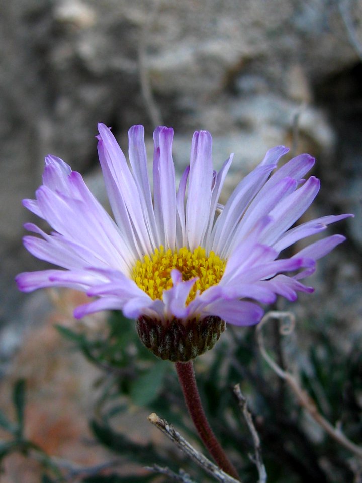 Mojave woodyaster (Xylorhiza tortifolia); Cleghorn Wilderness