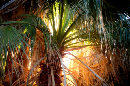 California fan palm (Washingtonia filifera) fronds at the Oasis of Mara photo