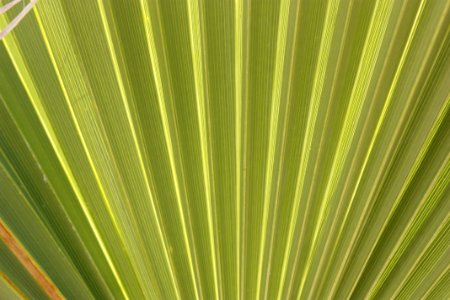 California fan palm (Washintonia filifera); Lost Palms Oasis photo