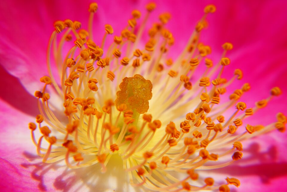 Macro spring flower