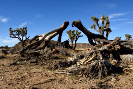 Burned Joshua Tree